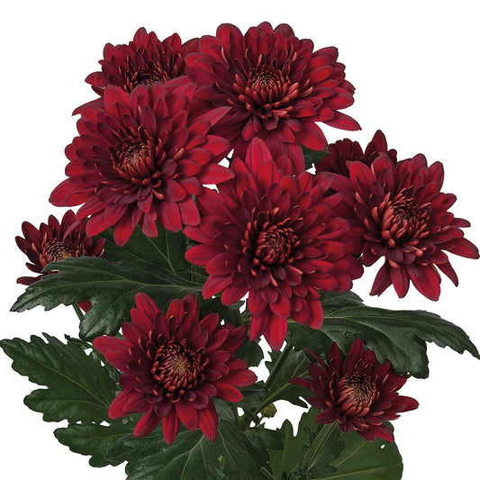 Chrysanthemum Rabello Red Per Stem