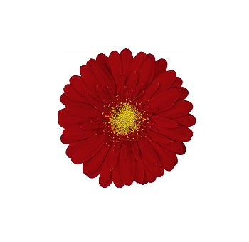 Gerbera Mini Red Per Stem