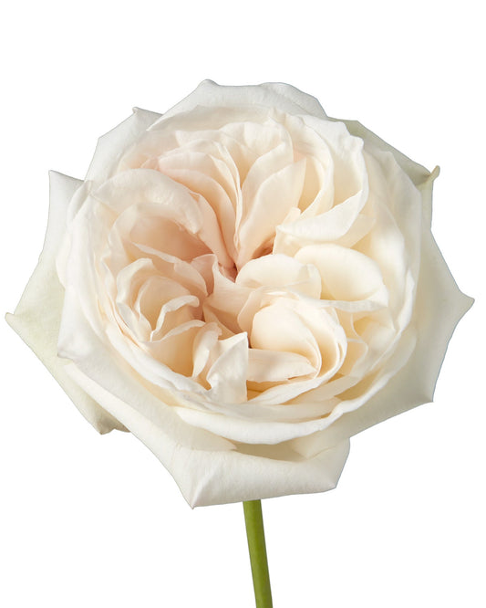 Rose White Ohara Per Stem