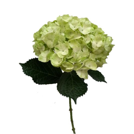 Hydrangea Kiwi Columbia Per Stem