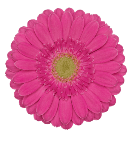 Gerbera Mini Sympathy Per Stem