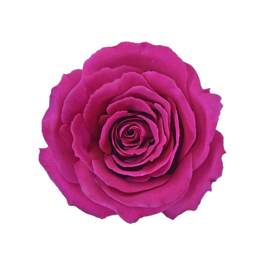 Rose Tanoshi Per Stem