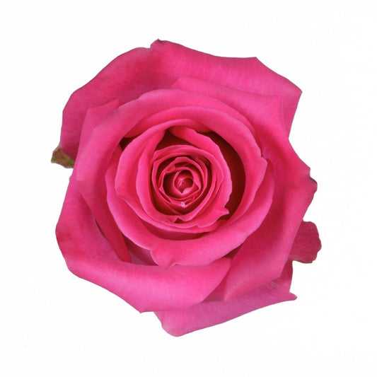 Rose Topaz Per Stem