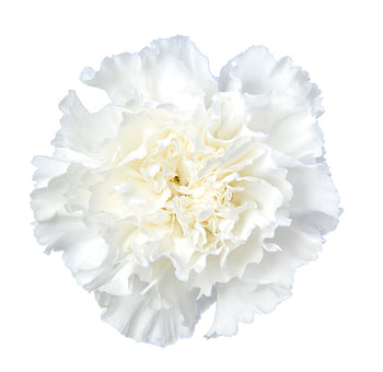 Carnation White