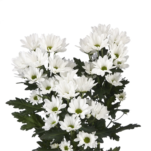 Chrysanthemum Sprays White