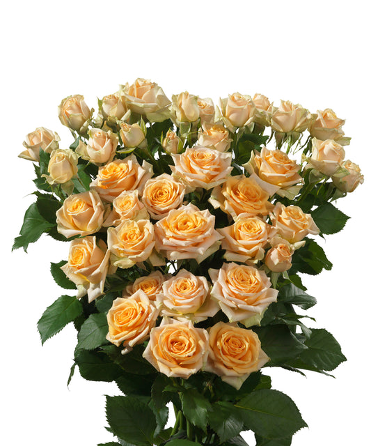Spray Rose Trinity Per Stem