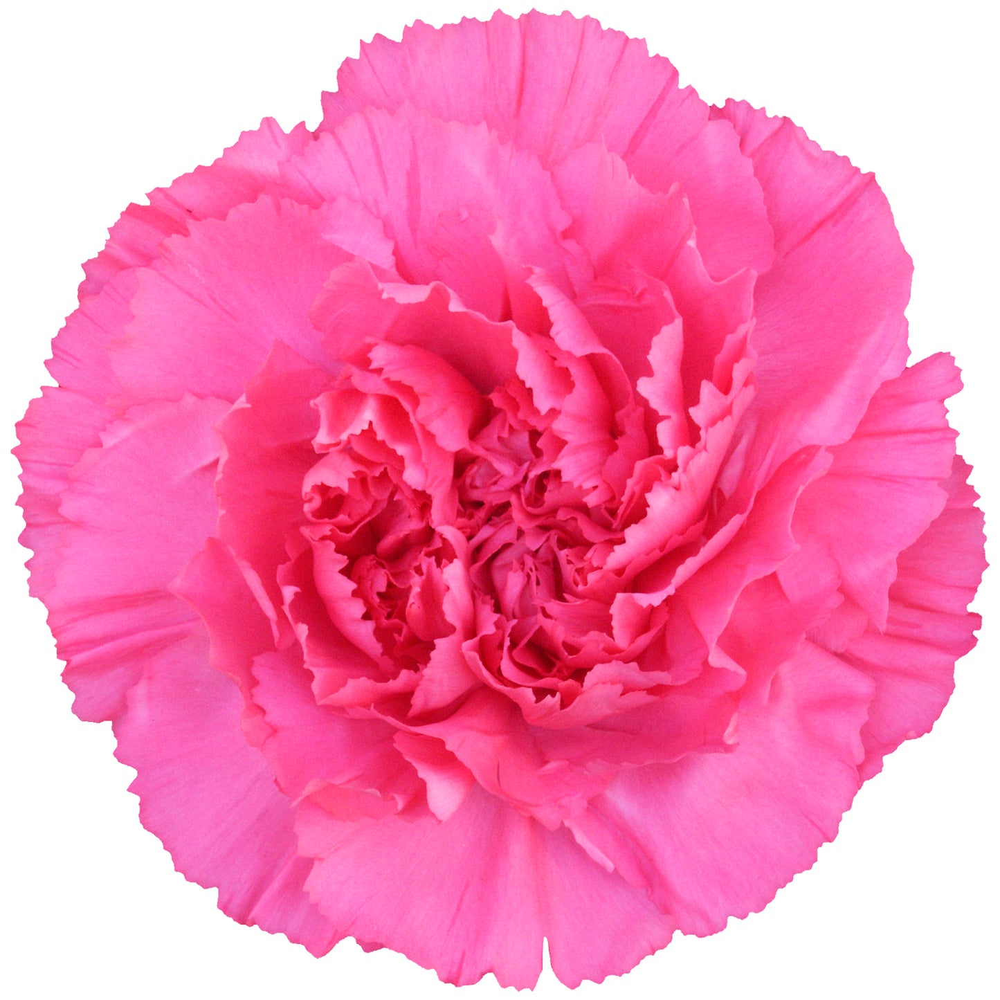 Carnation Dark Pink Per Stem